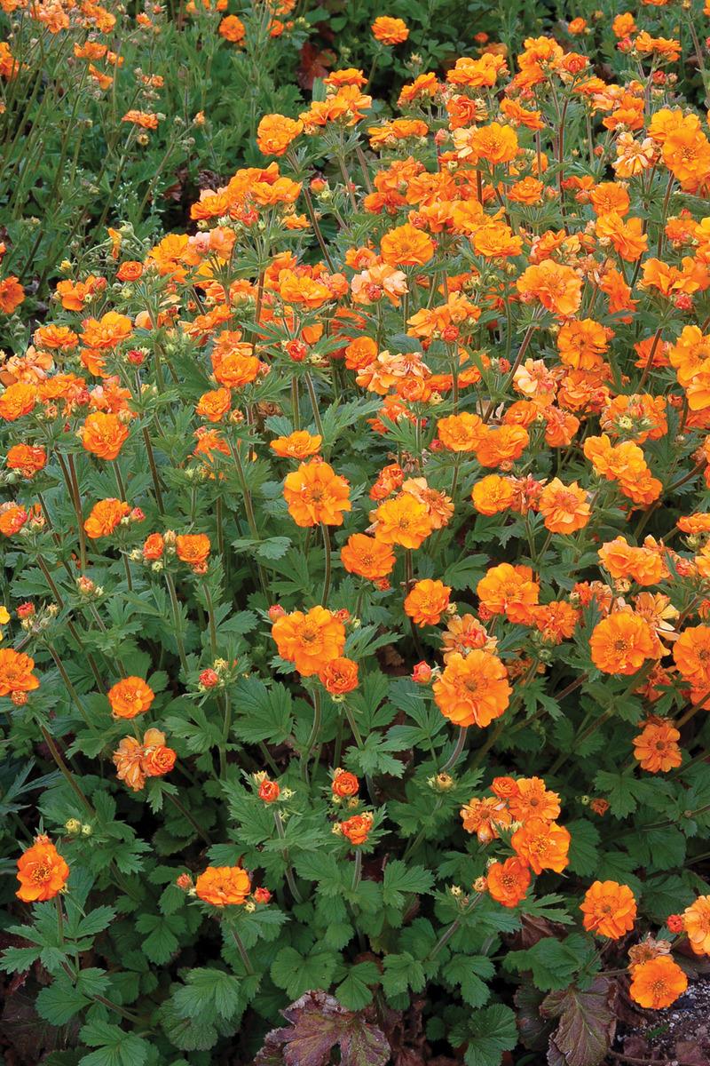 Photo of Geum 'Fire Storm' uploaded by NJBob