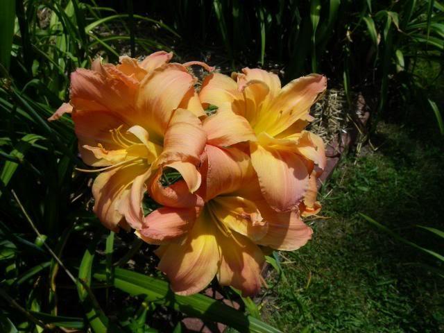 Photo of Daylily (Hemerocallis 'Ambrosia Rows') uploaded by Newyorkrita
