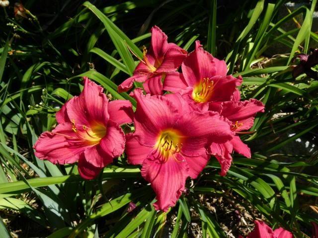 Photo of Daylily (Hemerocallis 'Her Best Bloomers') uploaded by Newyorkrita