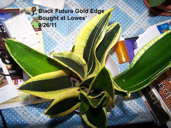 Photo of Snake Plant (Dracaena trifasciata 'Black Gold') uploaded by Stush2019