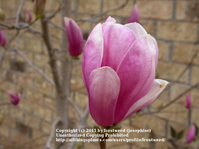 Photo of Saucer Magnolia (Magnolia x soulangeana) uploaded by frostweed
