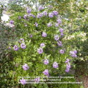 This plant is evergreen and blooms in the spring.