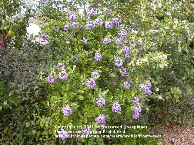 Photo of Texas Mountain Laurel (Dermatophyllum secundiflorum) uploaded by frostweed