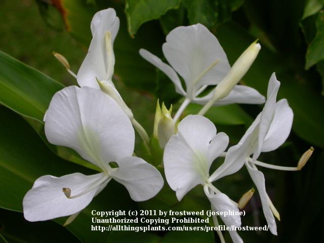 Photo of Butterfly Ginger (Hedychium coronarium) uploaded by frostweed