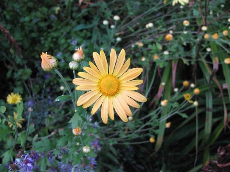 Photo of Hardy Chrysanthemum (Chrysanthemum x rubellum 'Mary Stoker') uploaded by jmorth
