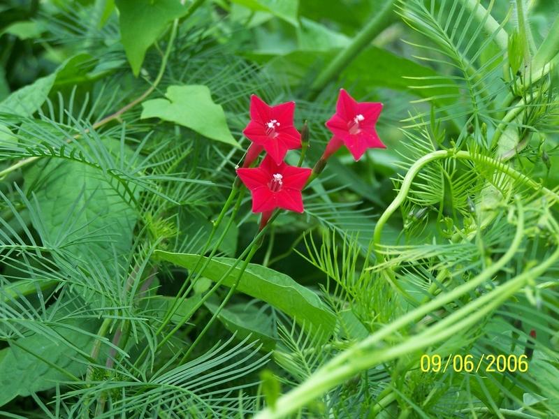 Photo of Cypress Vine (Ipomoea quamoclit) uploaded by jmorth