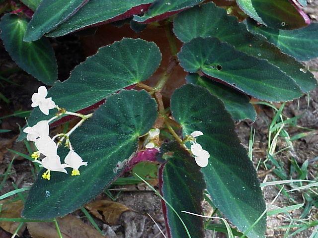 Photo of Trailing Begonia (Begonia 'Withlacoochee') uploaded by raydio
