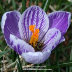 Location: My Garden, Arvada, Colorado
Date: april
early april. a bee gets dusted in pollen