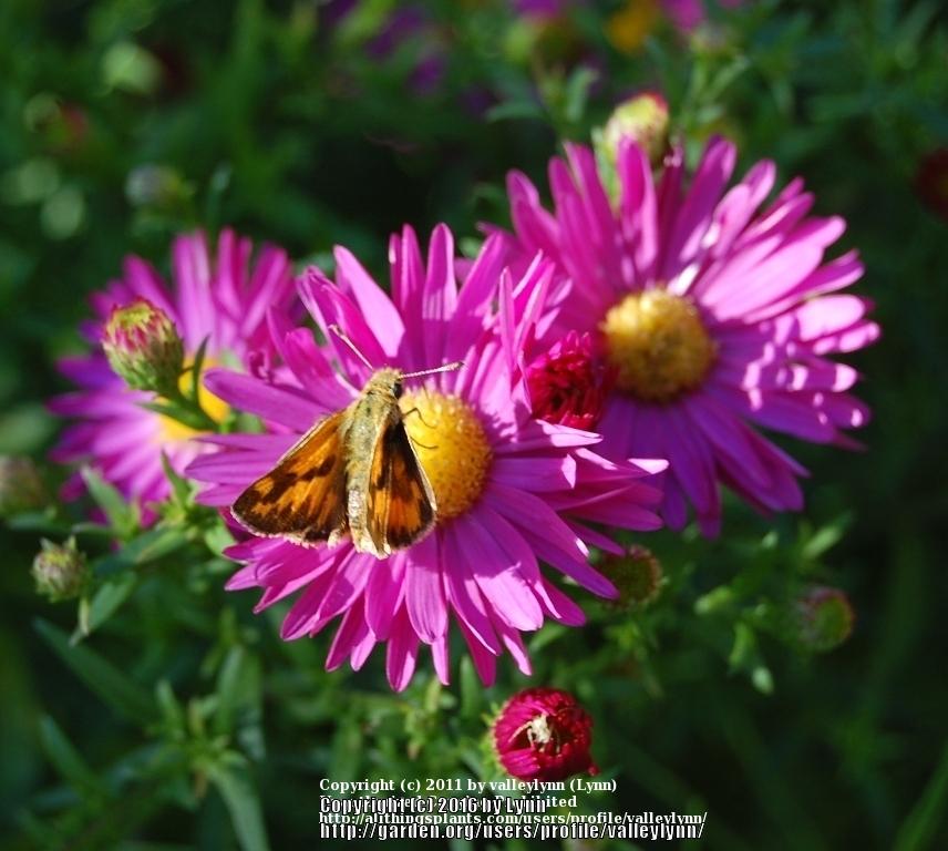 Photo of Asters (Aster) uploaded by valleylynn