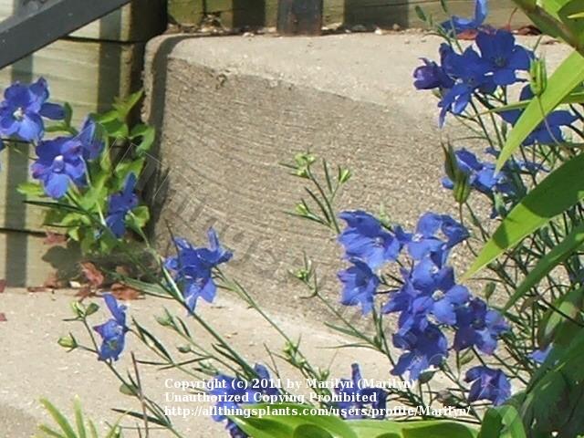 Photo of Dwarf Chinese Delphinium (Delphinium grandiflorum 'Blue Butterfly') uploaded by Marilyn