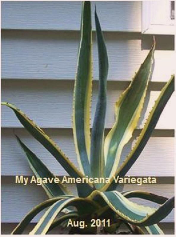 Photo of Variegated Century Plant (Agave americana 'Marginata') uploaded by Stush2019