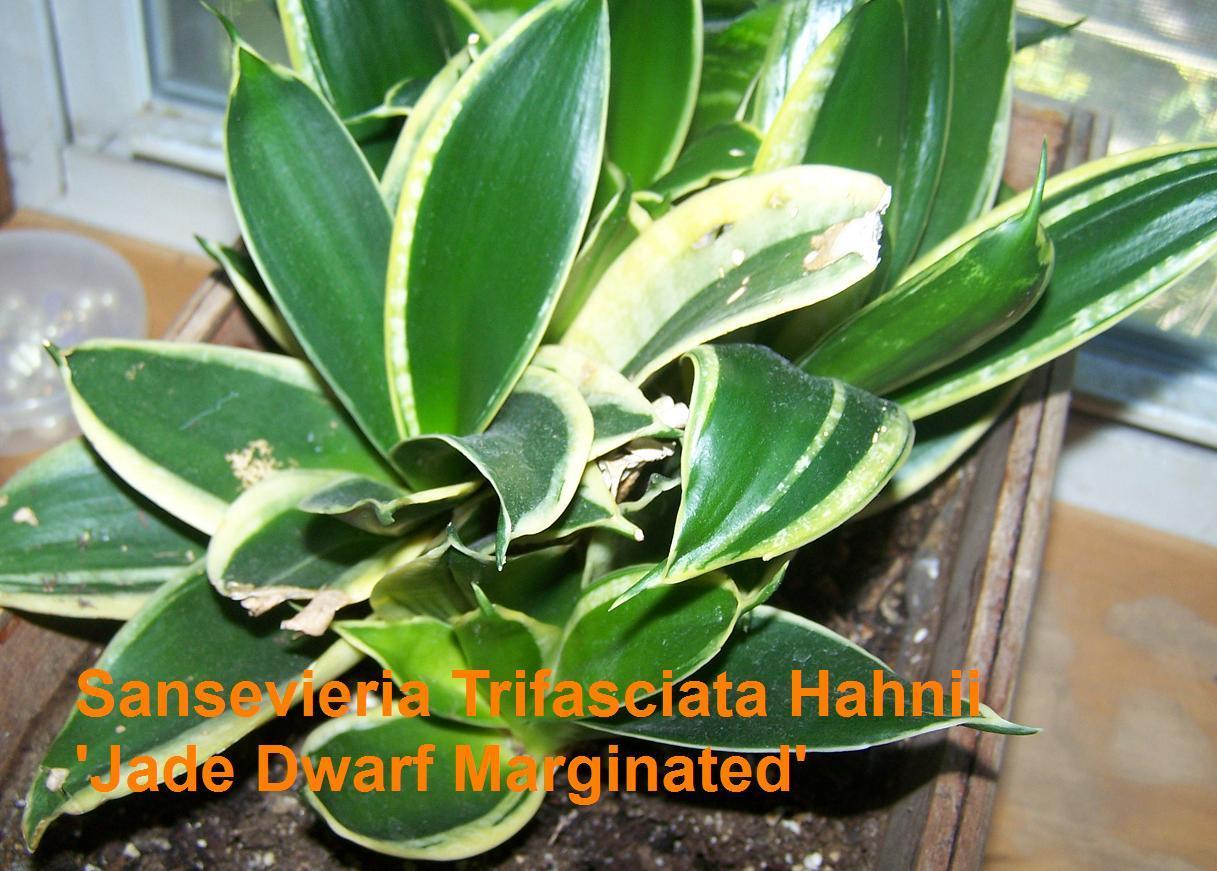 Photo of Bird's Nest Snake Plant (Dracaena trifasciata 'Jade Dwarf Marginated') uploaded by Stush2019