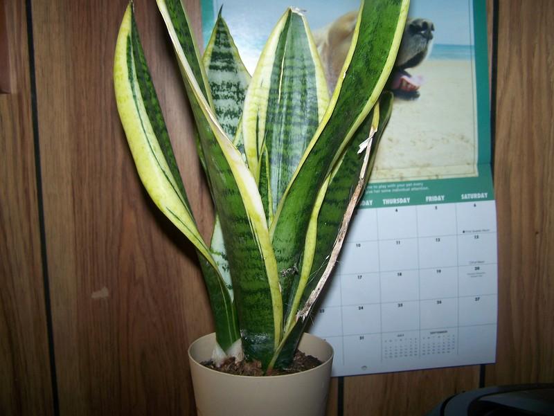 Photo of Mother-in-law's tongue (Dracaena trifasciata 'Laurentii') uploaded by Stush2019