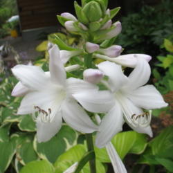 Location: Ottawa, ON
Date: 2011-08-03
'Fragrant Bouquet' bloom