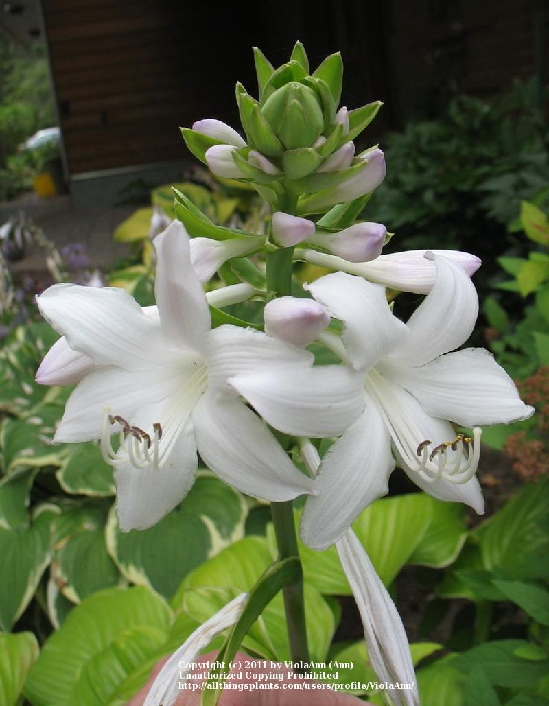 Photo of Hosta 'Fragrant Bouquet' uploaded by ViolaAnn