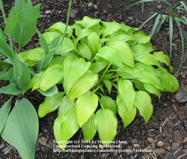 Photo of Hosta 'Chinese Sunrise' uploaded by ViolaAnn