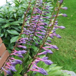Location: Ottawa, ON
Date: 2011-08-23
'clausa' haws intensely purple buds that never open.