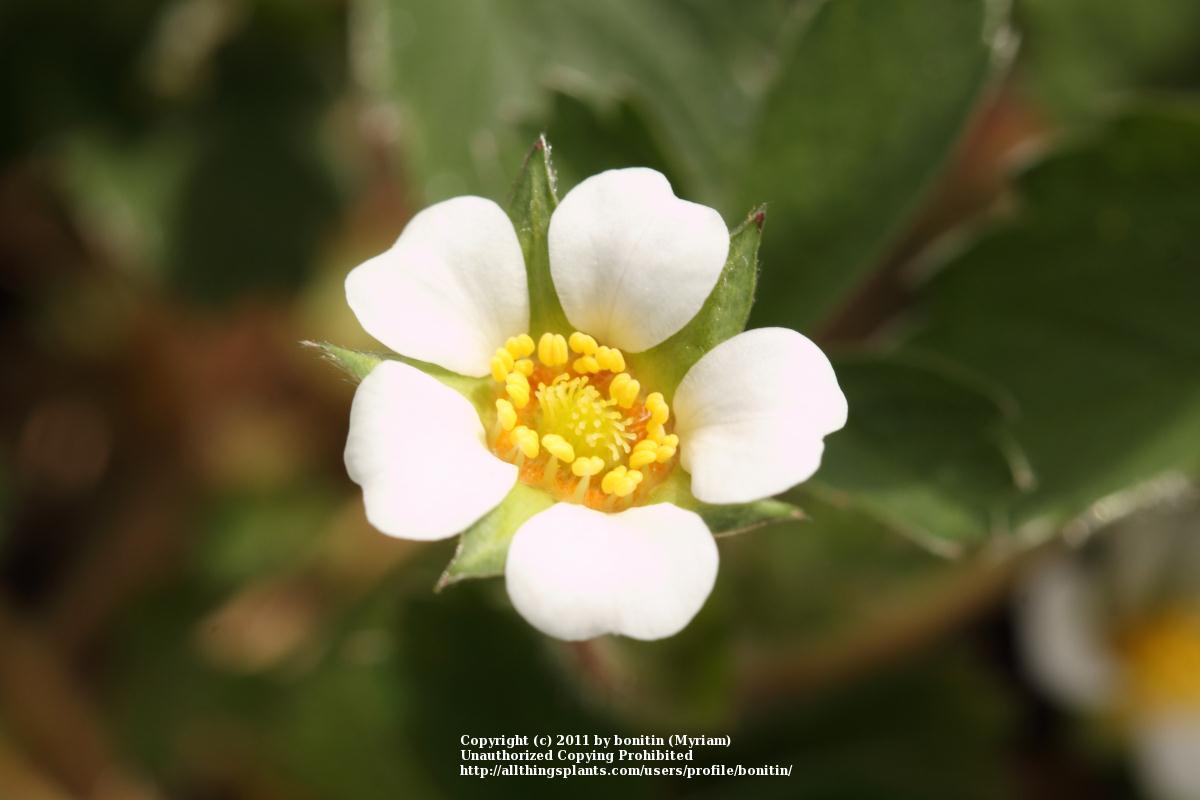 Photo of Alpine Strawberry (Fragaria vesca) uploaded by bonitin