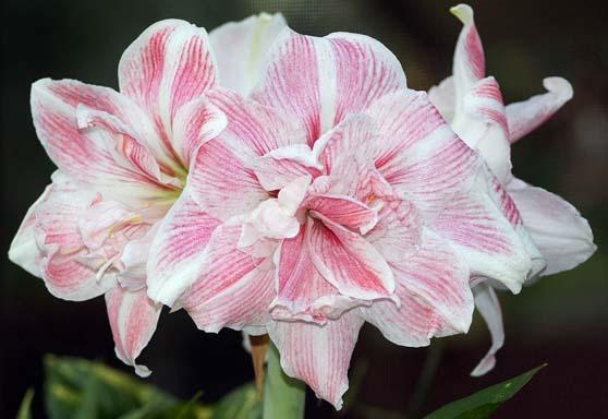 Photo of Amaryllis (Hippeastrum 'First Love') uploaded by bsharf