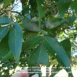 Location: zone 8/9 Lake City, Fl.
Date: 2011-11-09
leaves