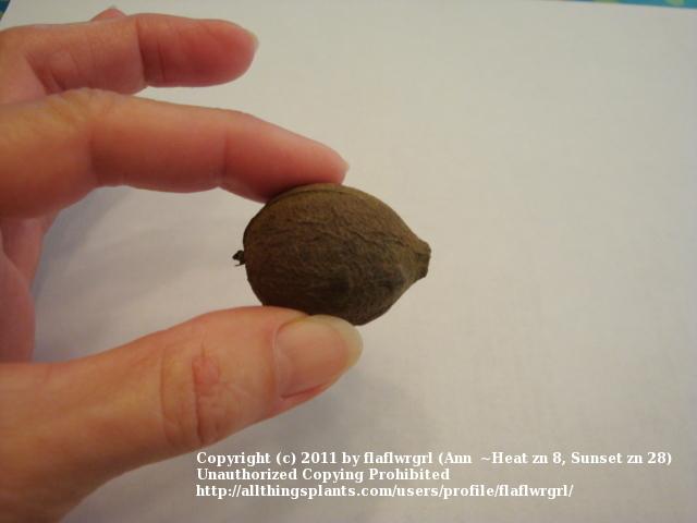 Photo of Pignut Hickory (Carya ovalis) uploaded by flaflwrgrl