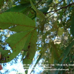 Location: zone 8/9 Lake City, Fl.
Date: 2011-11-09
underside of leaves
