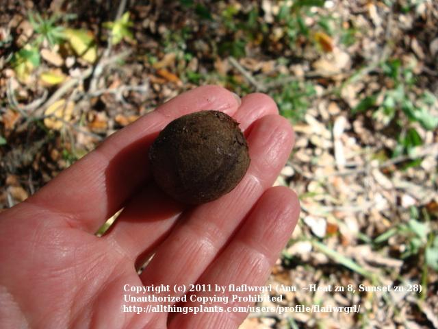 Photo of Pignut Hickory (Carya ovalis) uploaded by flaflwrgrl