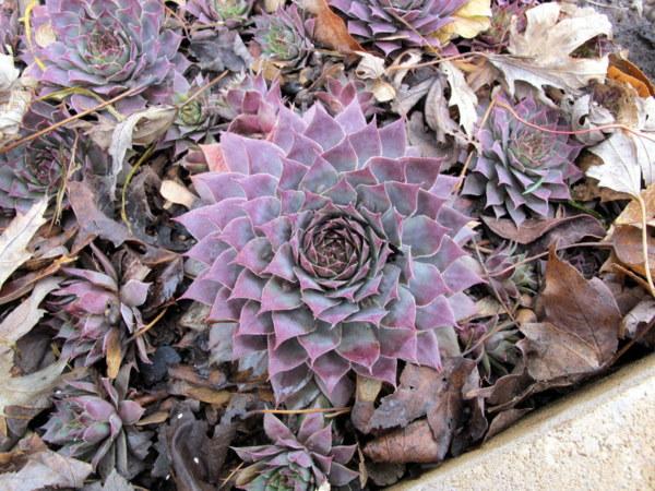 Photo of Hen and Chicks (Sempervivum 'Galahad') uploaded by goldfinch4