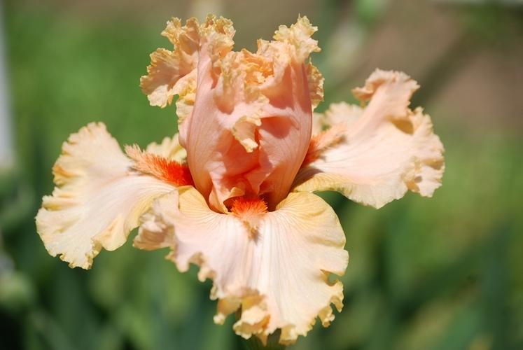 Photo of Tall Bearded Iris (Iris 'April Jewel') uploaded by irisfarmer