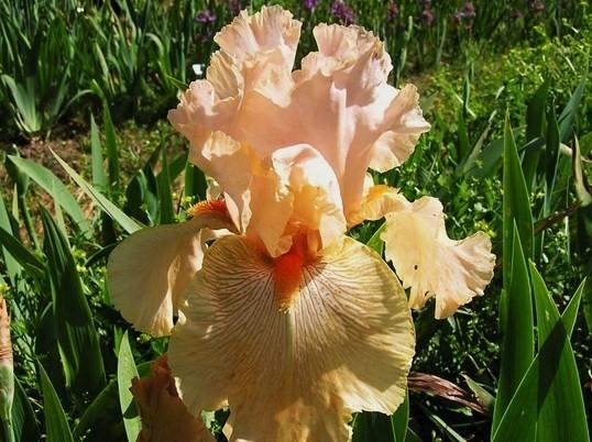 Photo of Tall Bearded Iris (Iris 'Ample Charm') uploaded by irisfarmer