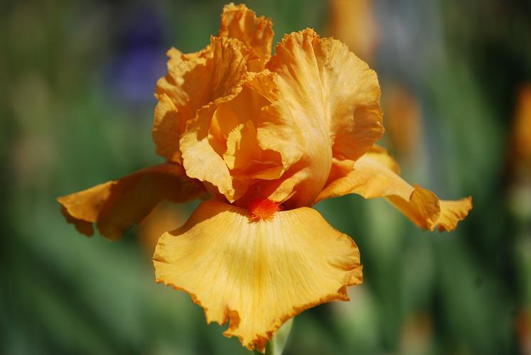 Photo of Tall Bearded Iris (Iris 'Avalon Sunset') uploaded by irisfarmer