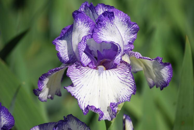 Photo of Tall Bearded Iris (Iris 'Autumn Circus') uploaded by irisfarmer