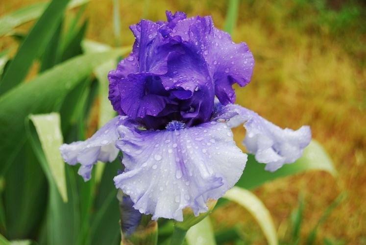 Photo of Tall Bearded Iris (Iris 'Aegean Wind') uploaded by irisfarmer