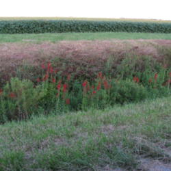 Location: central Illinois
Date: 2009-08-22
ditch