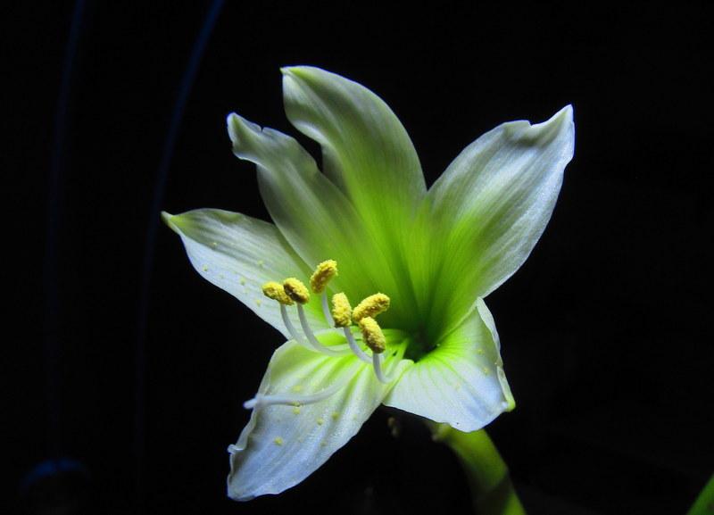 Photo of Amaryllis (Hippeastrum 'Green Dragon') uploaded by jmorth