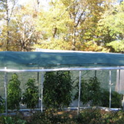 Location: Water Valley, MS  Zone 7b
Date: 2011-11-18
Fall and Winter Peron Sprayless in cold frame. Coldest night so f