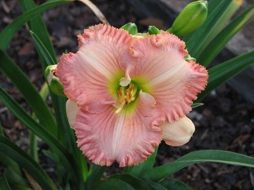 Photo of Daylily (Hemerocallis 'Quinnie') uploaded by tink3472