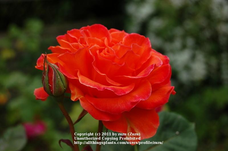 Photo of Rose (Rosa 'Charisma') uploaded by zuzu