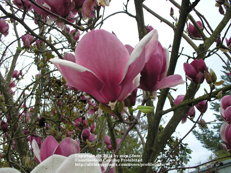 Photo of Saucer Magnolia (Magnolia x soulangeana) uploaded by zuzu