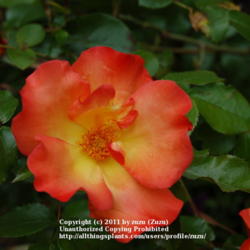 Location: In my Northern California garden
Date: 2009-05-01