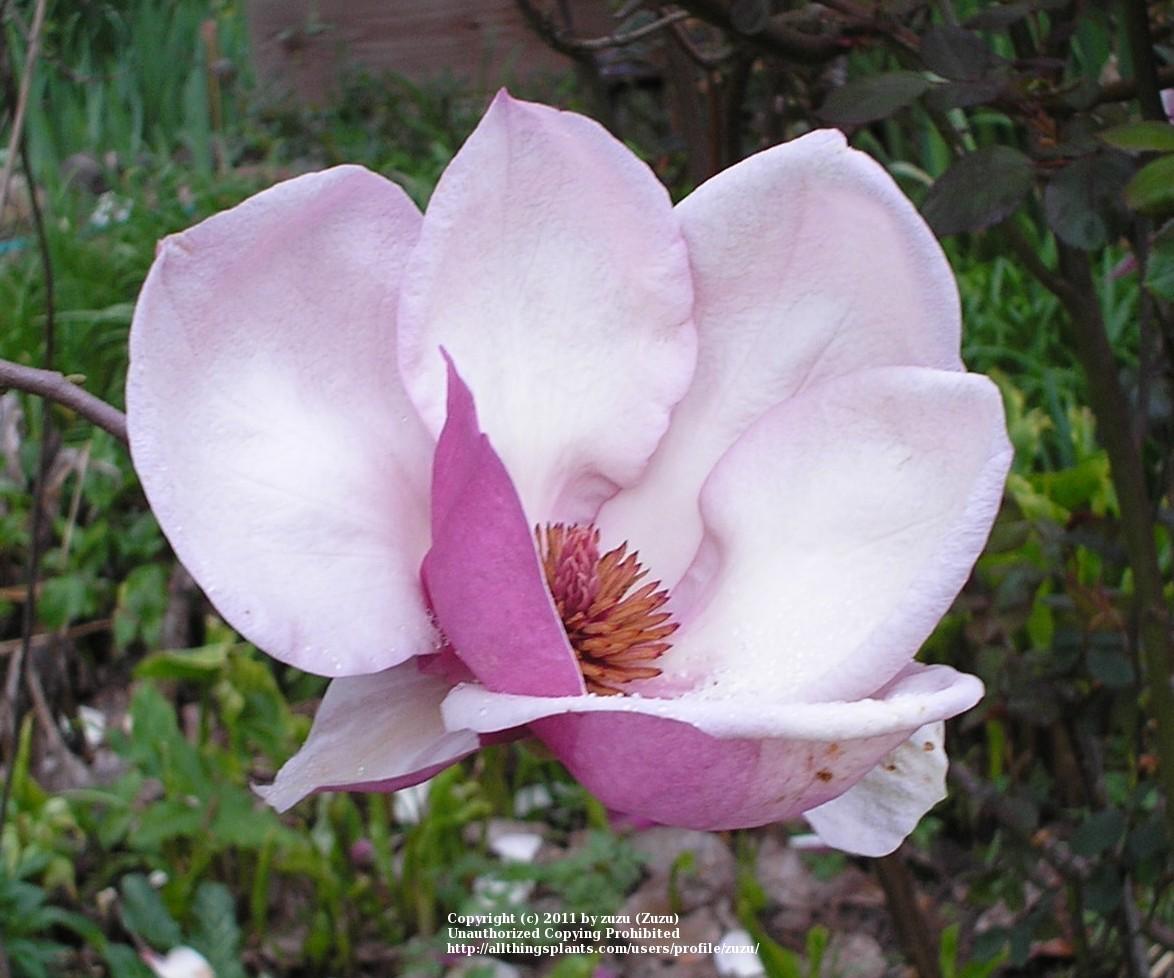 Photo of Saucer Magnolia (Magnolia x soulangeana) uploaded by zuzu