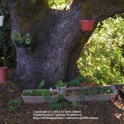 Location: In my Northern California garden
Date: 2005-08-06
The trunk of my massive Black Walnut