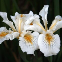 Location: Pacific Coast Iris in Zuzu's garden
Date: 2008-04-16