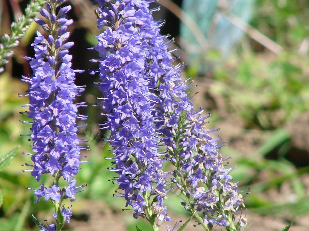 Photo of Spike Speedwell (Veronica spicata Royal Candles) uploaded by Joy