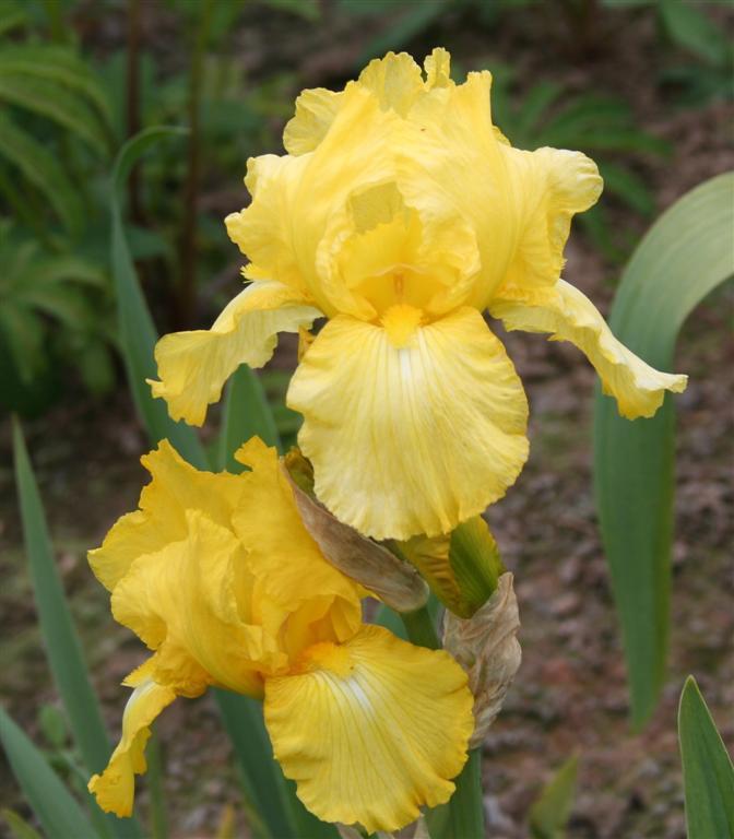Photo of Tall Bearded Iris (Iris 'Corn Harvest') uploaded by KentPfeiffer
