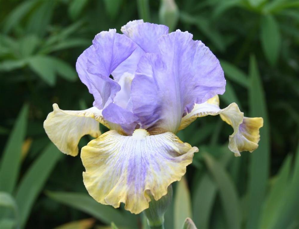 Photo of Tall Bearded Iris (Iris 'Dancing on Air') uploaded by KentPfeiffer