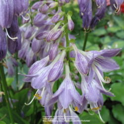 Location: Ottawa, ON
Date: 2010-07-12
'Grand Tiara' flowers