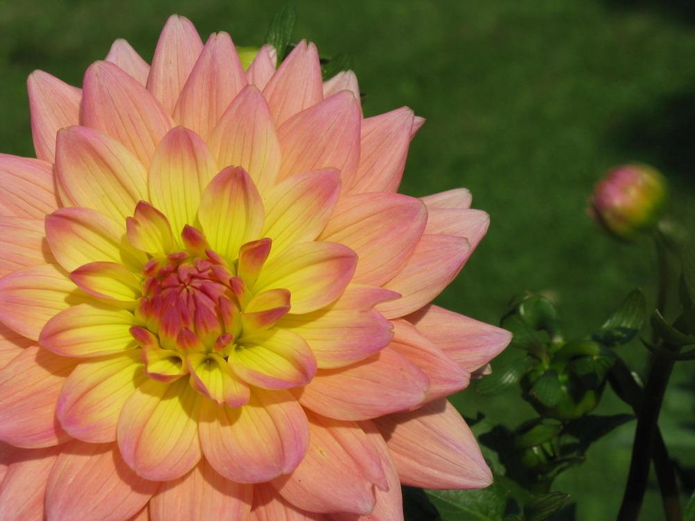 Photo of Dahlia 'Summer's End' uploaded by jmorth
