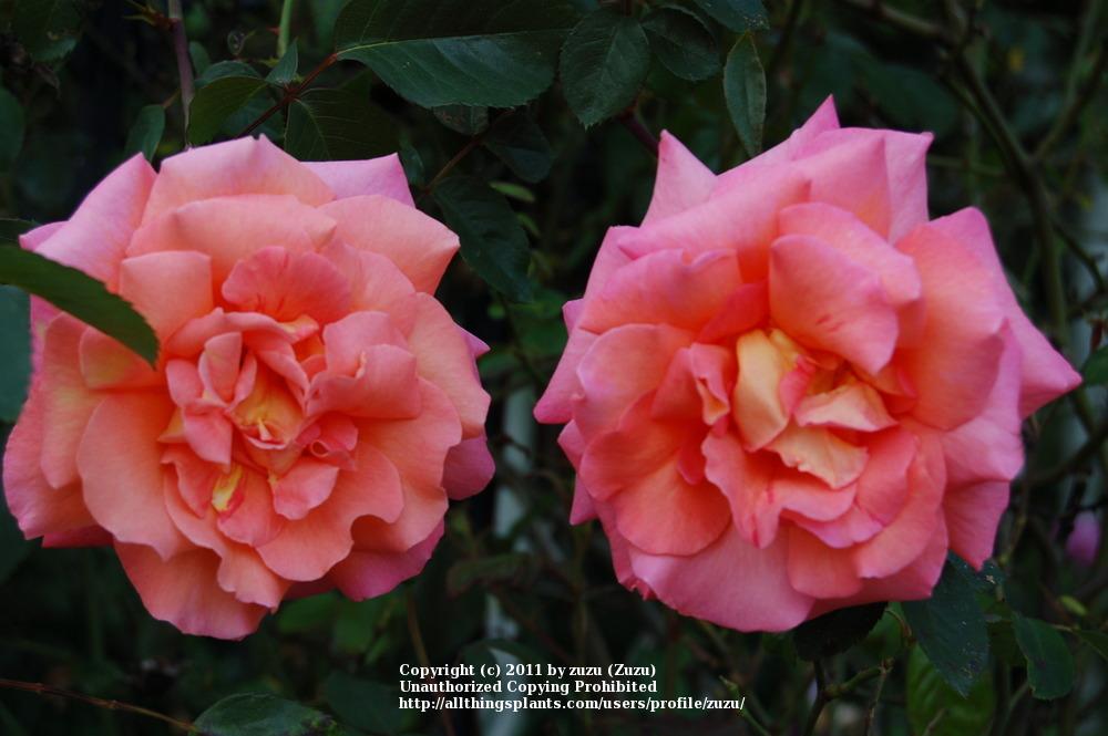 Photo of Shrub Rose (Rosa 'Freisinger Morgenrote') uploaded by zuzu