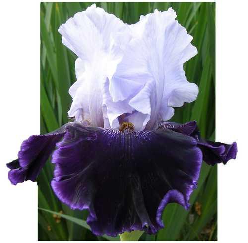 Photo of Tall Bearded Iris (Iris 'Aleutian Islands') uploaded by Calif_Sue